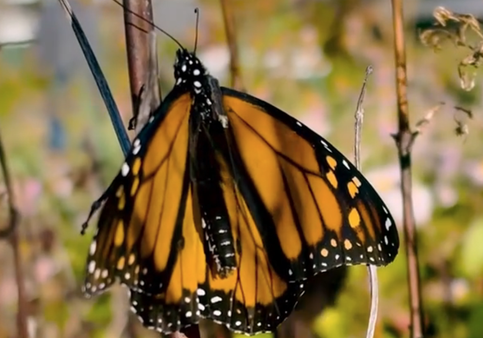 We Can Now Track Individual Monarch Butterflies. It’s a Revelation.