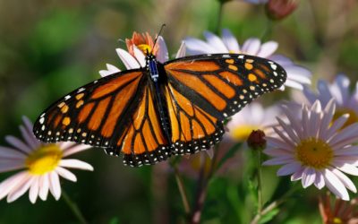 Bluetooth Butterfly Tracking