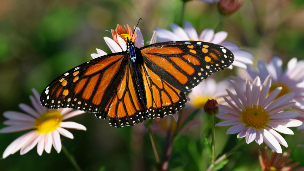 Bluetooth Butterfly Tracking